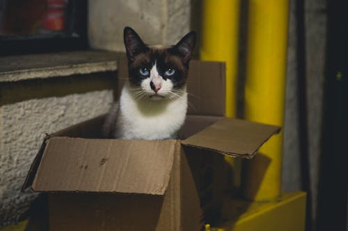 Blue-Eyed Cat Sitting in a Box 
