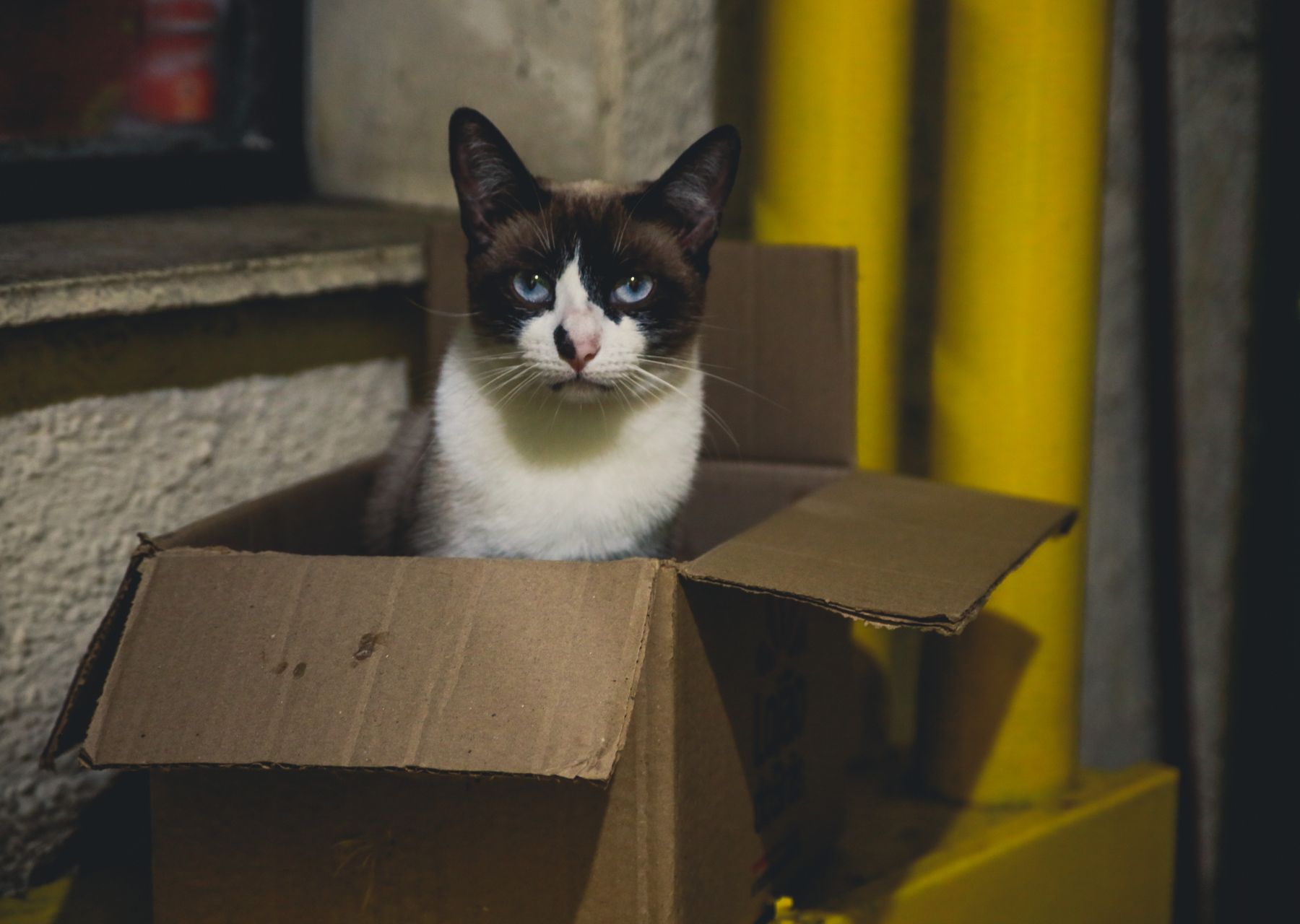 Same-day removals van loading — packing services in Dalton