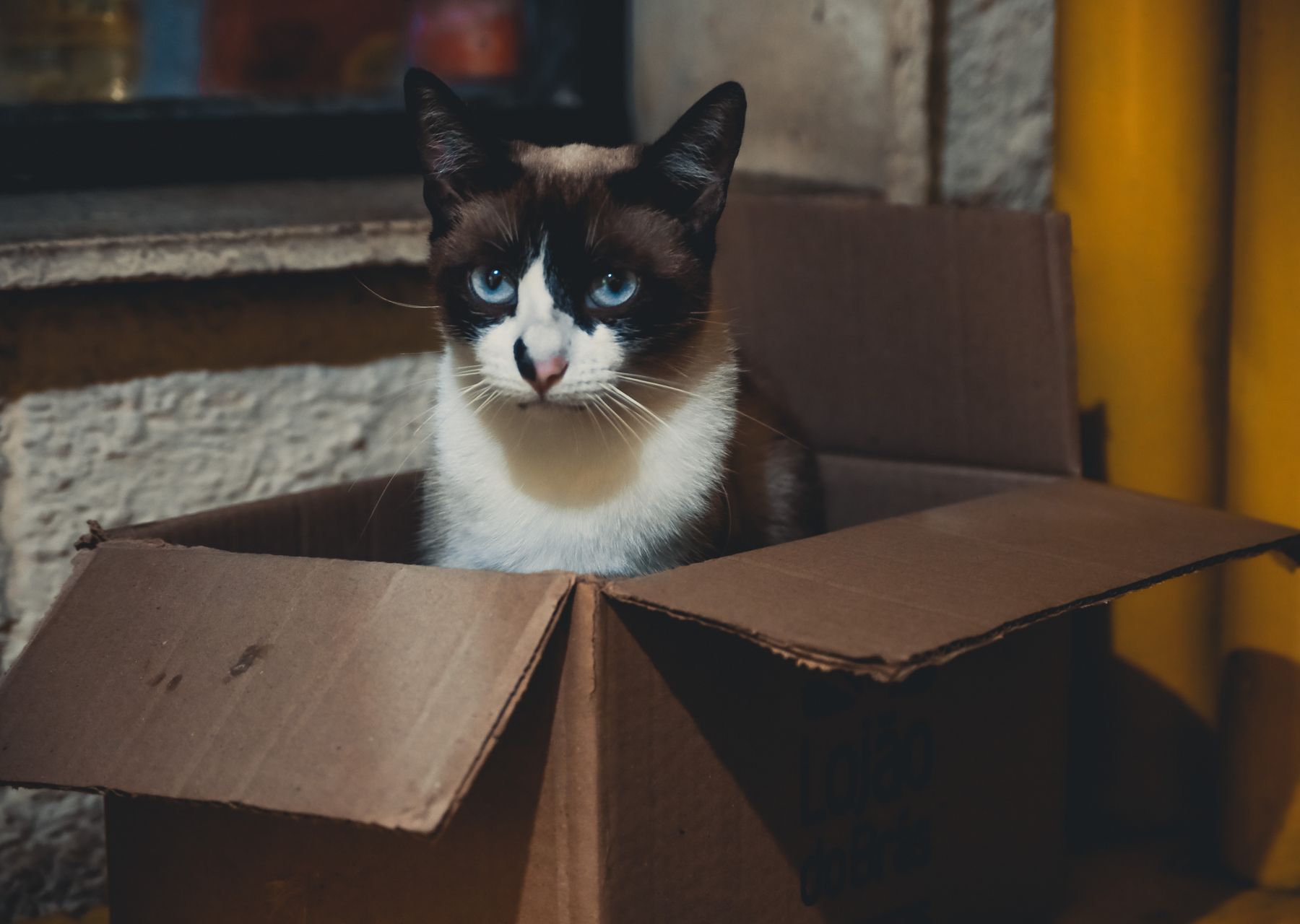 Same-day removals van loading — packing services in Kelloe