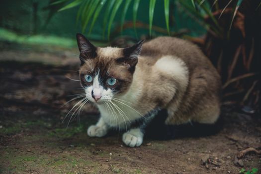 Close-up of a Blue-Eye Cat 