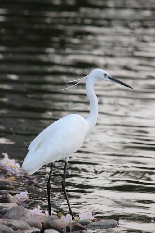 Little Egret in Nature