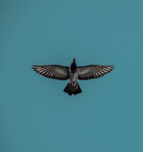 Безкоштовне стокове фото на тему «голуб, крила, небо»