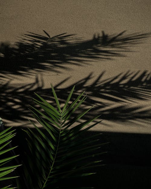 垂直拍摄, 樹葉, 熱帶 的 免费素材图片