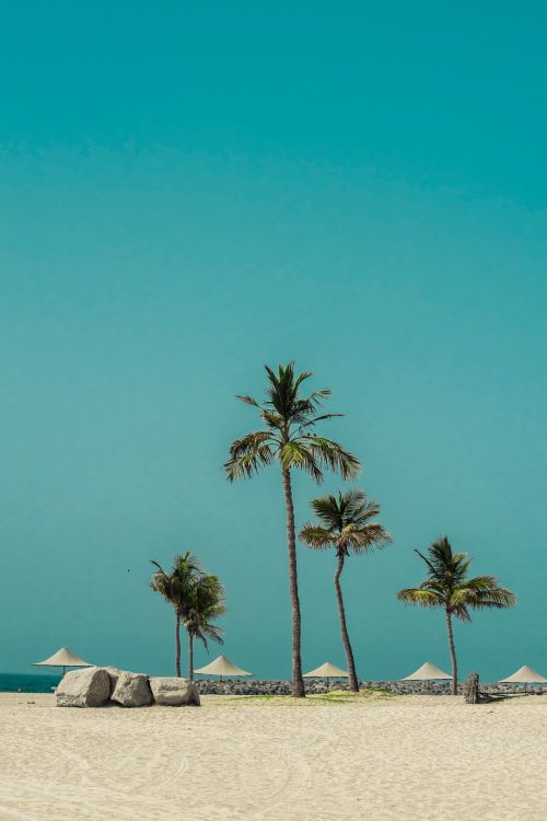Free Serene Dubai beachscape with palm trees under a clear blue sky, perfect for a tropical getaway. Stock Photo