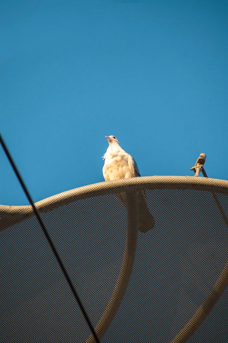 Bird On Bar And Net