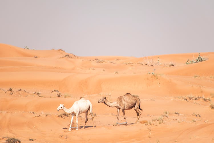 Camels Walking In Dunes In Desert