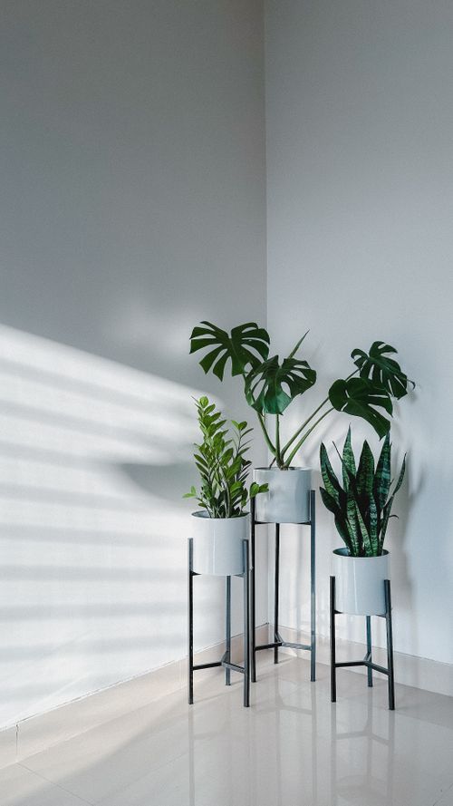 Free Elegant houseplants in stylish stands casting shadows on white walls in a minimalist interior. Stock Photo
