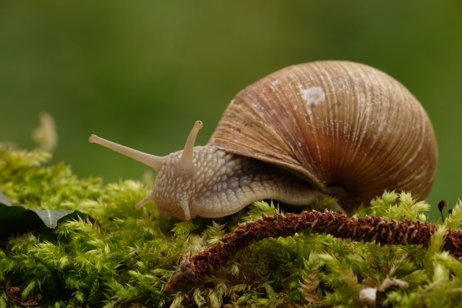 Detailed macro shot of a Helix pomatia snail on lush green moss, outdoors.