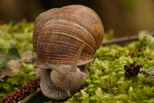 A detailed macro capture of a Helix pomatia snail on vibrant green moss, highlighting natural textures.