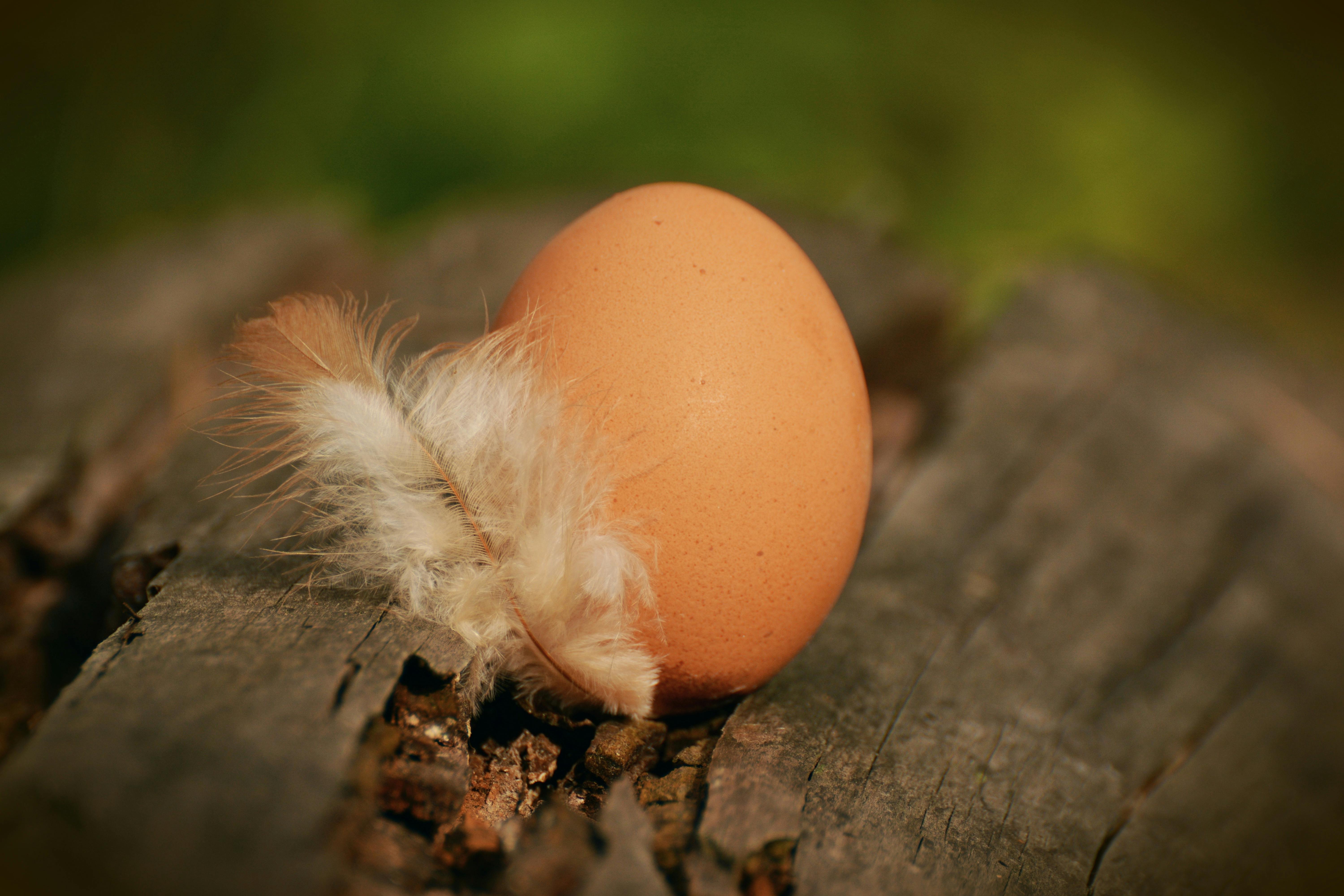 Kostenloses Foto zum Thema: blume, ei malen, eier