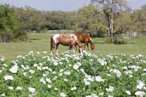 arazi, atlar, çayır içeren Ücretsiz stok fotoğraf