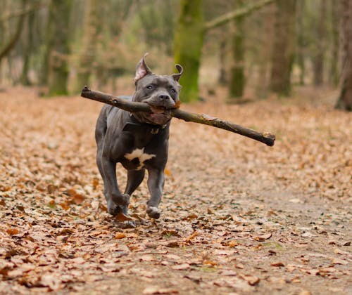 Dog with Stick in Forest in Autumn
