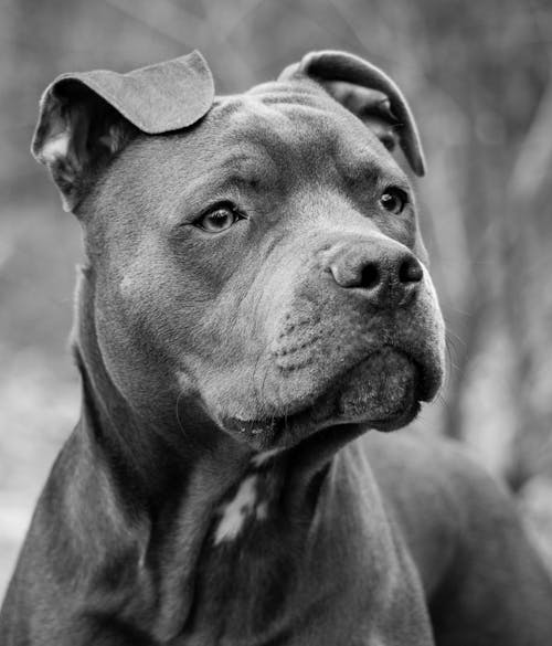 Pitbull in Black and White