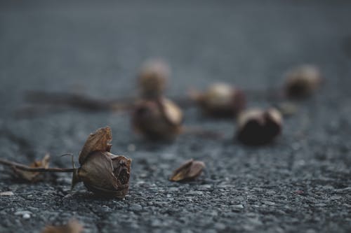 Darmowe zdjęcie z galerii z kwiaty, natura, rośliny