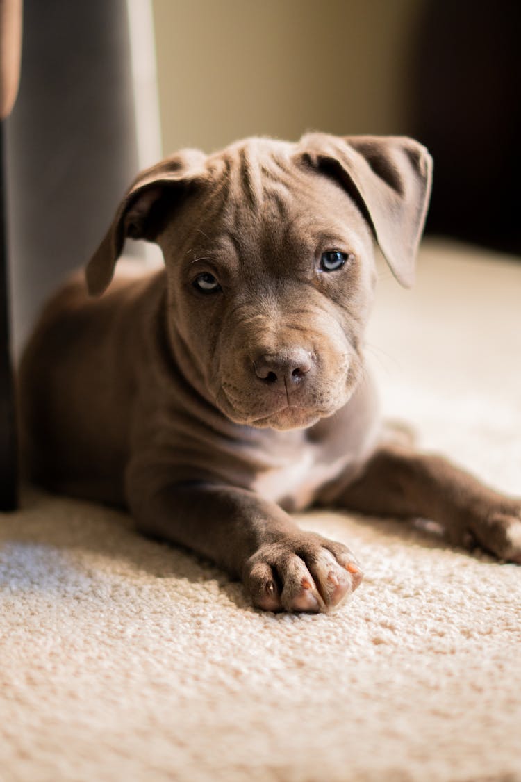 Pitbull Puppy Lying Down On Floor