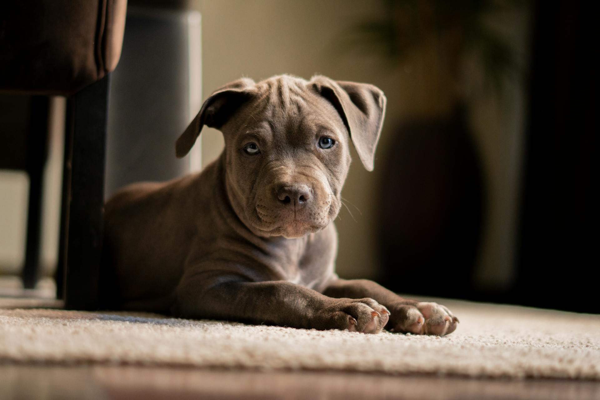 Pitbull-puppy ligt op het tapijt