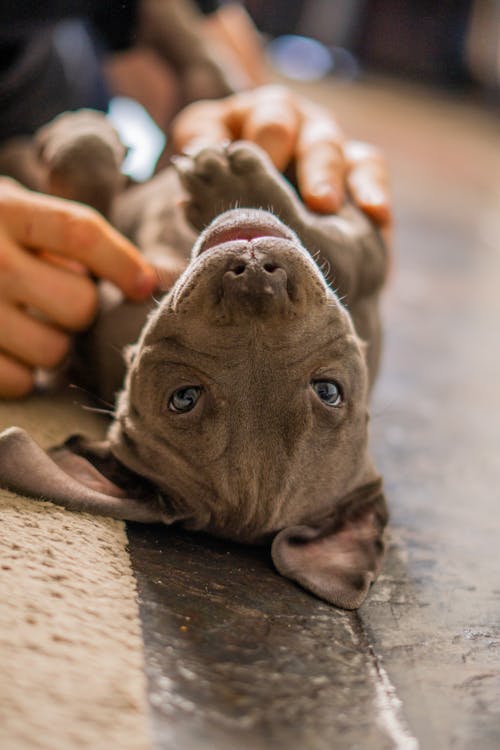 Person Playing with Dog on Floor