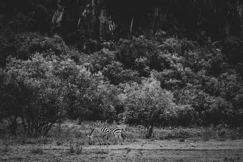 Free stock photo of black and white, zebra