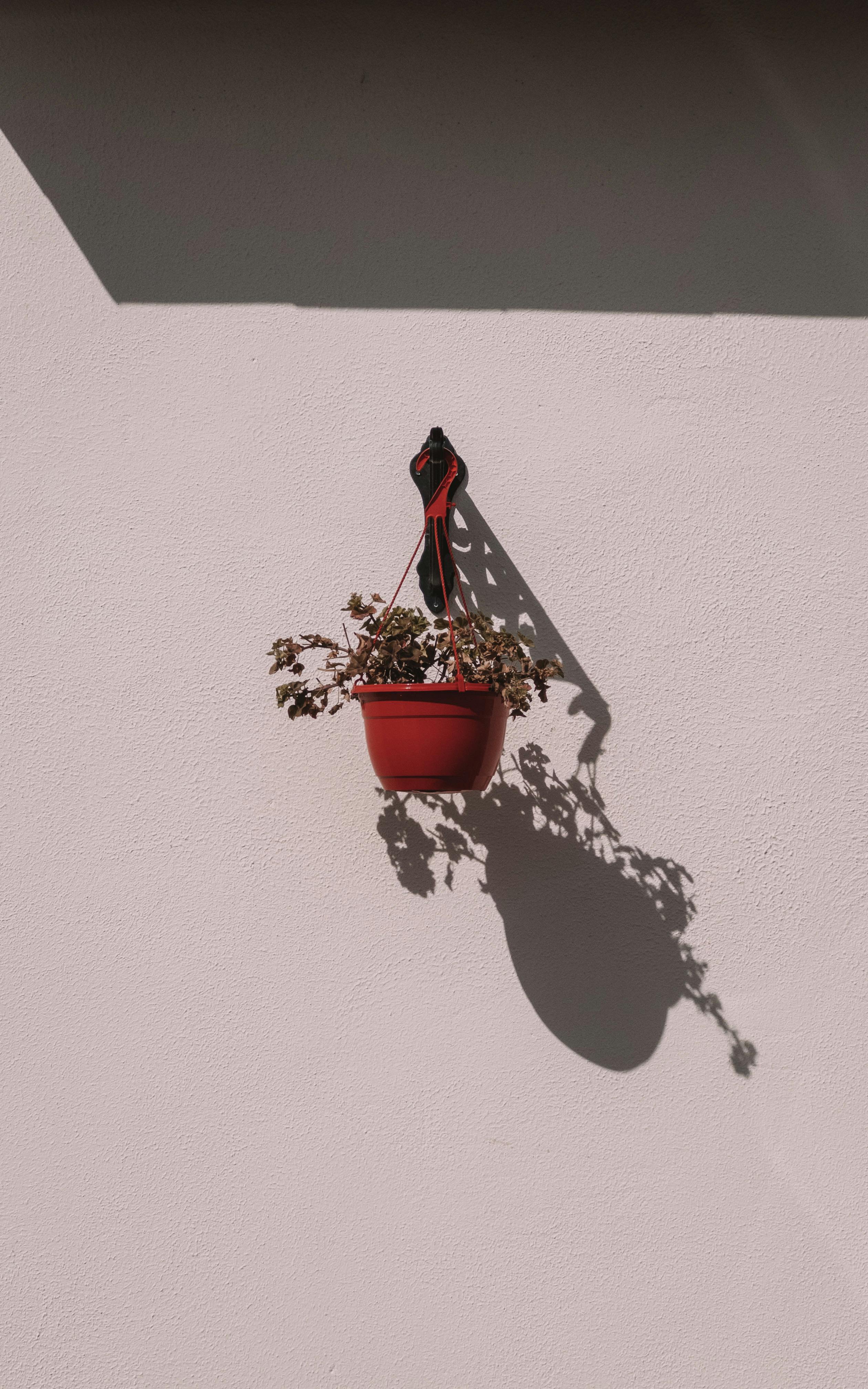 Gratis Pianta In Vaso Appesa Al Muro Foto a disposizione