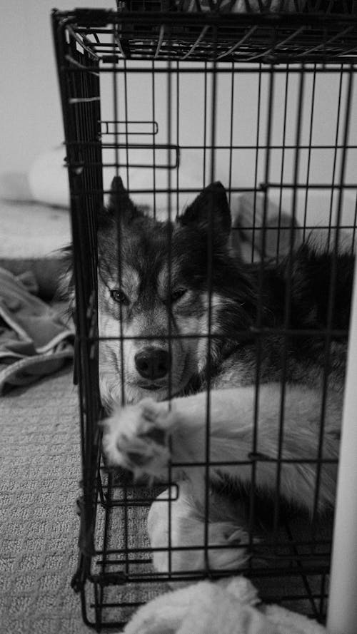 Dog Lying in Cage at Home