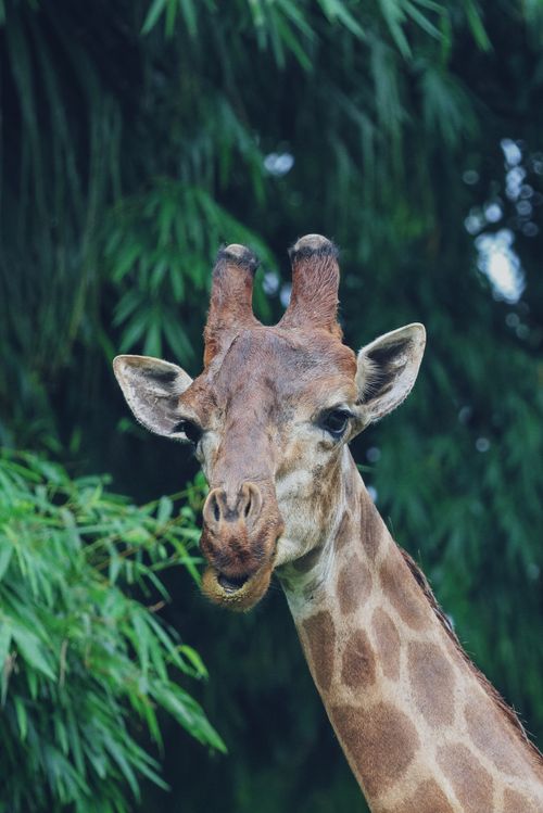 Free A giraffe looks curiously amidst dense green foliage, showcasing wildlife in its natural habitat. Stock Photo