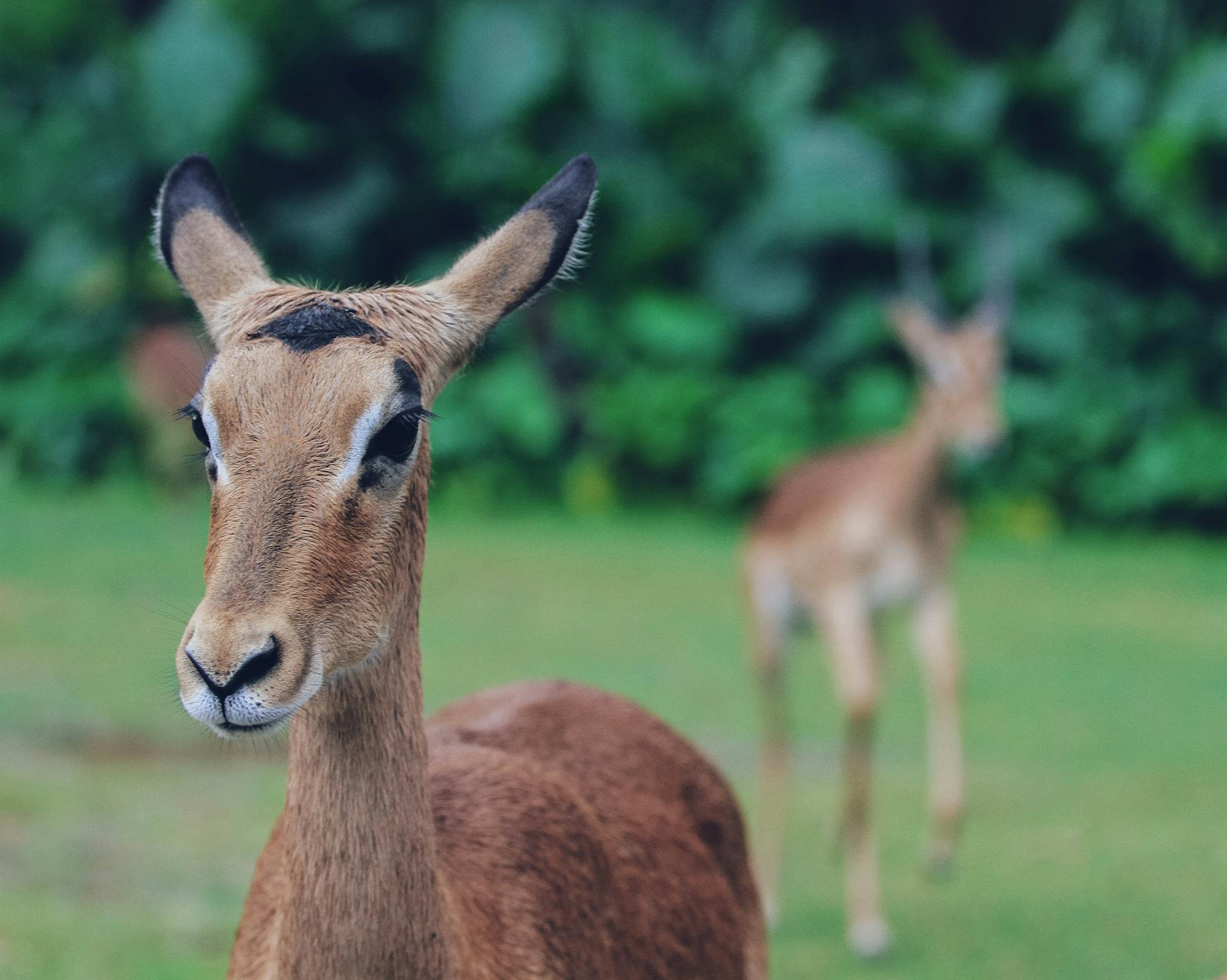 Close up of Deer Head