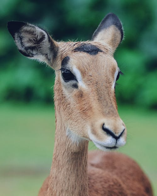 動物, 垂直ショット, 携帯壁紙の無料の写真素材