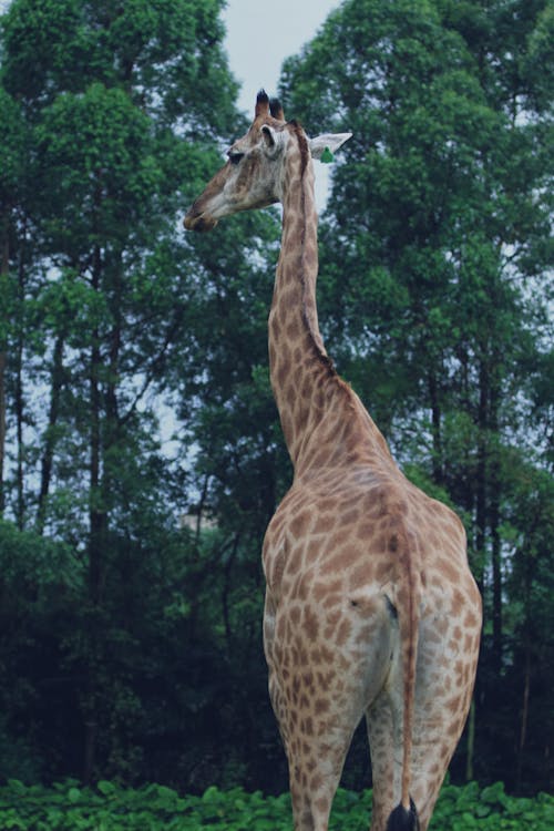 Giraffe in Wild Forest