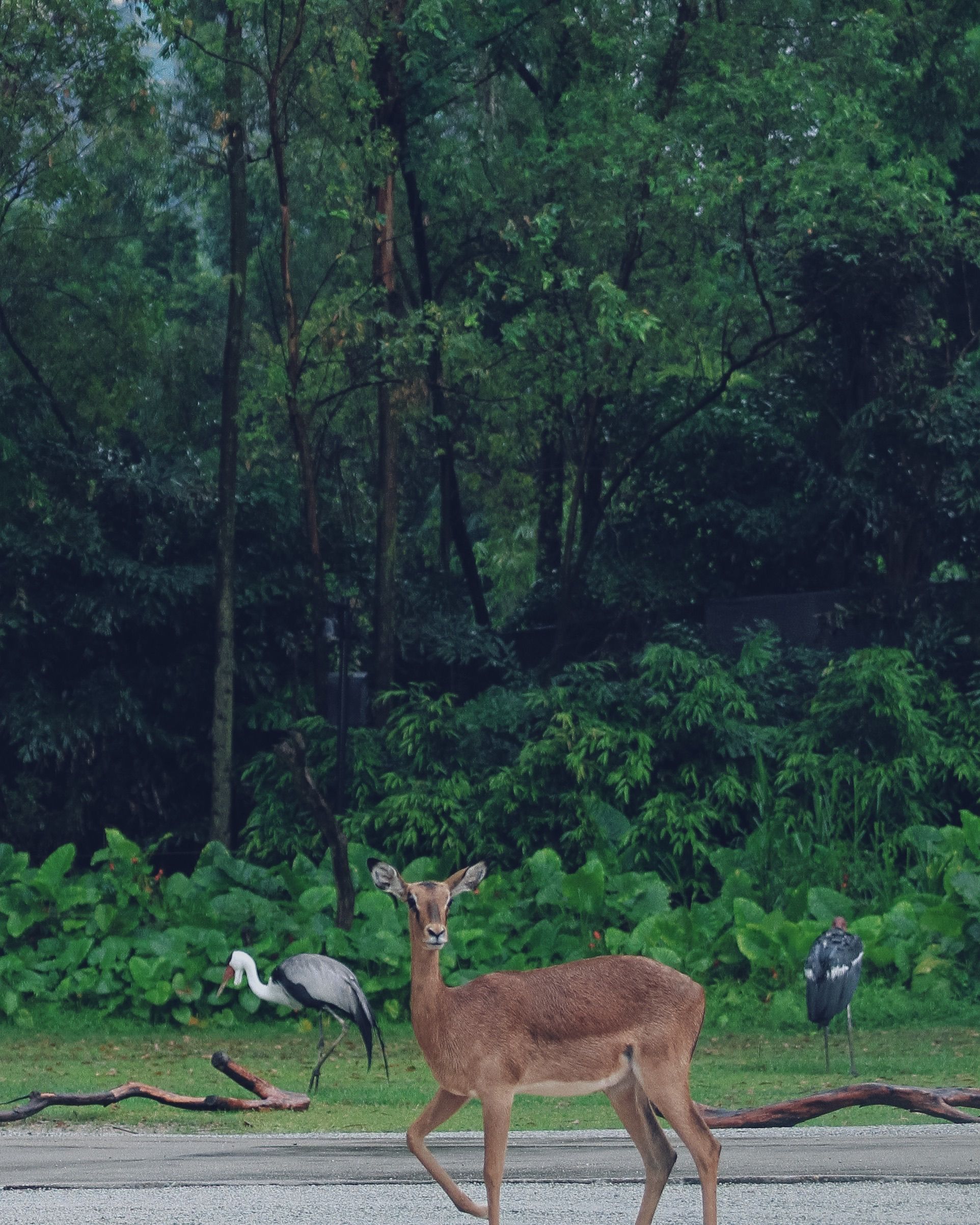 A tranquil wildlife setting featuring a deer and herons amidst lush greenery.