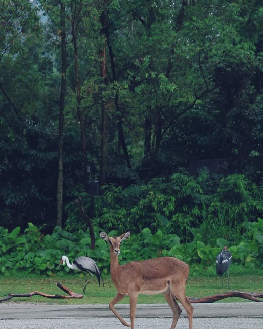 A tranquil wildlife setting featuring a deer and herons amidst lush greenery.