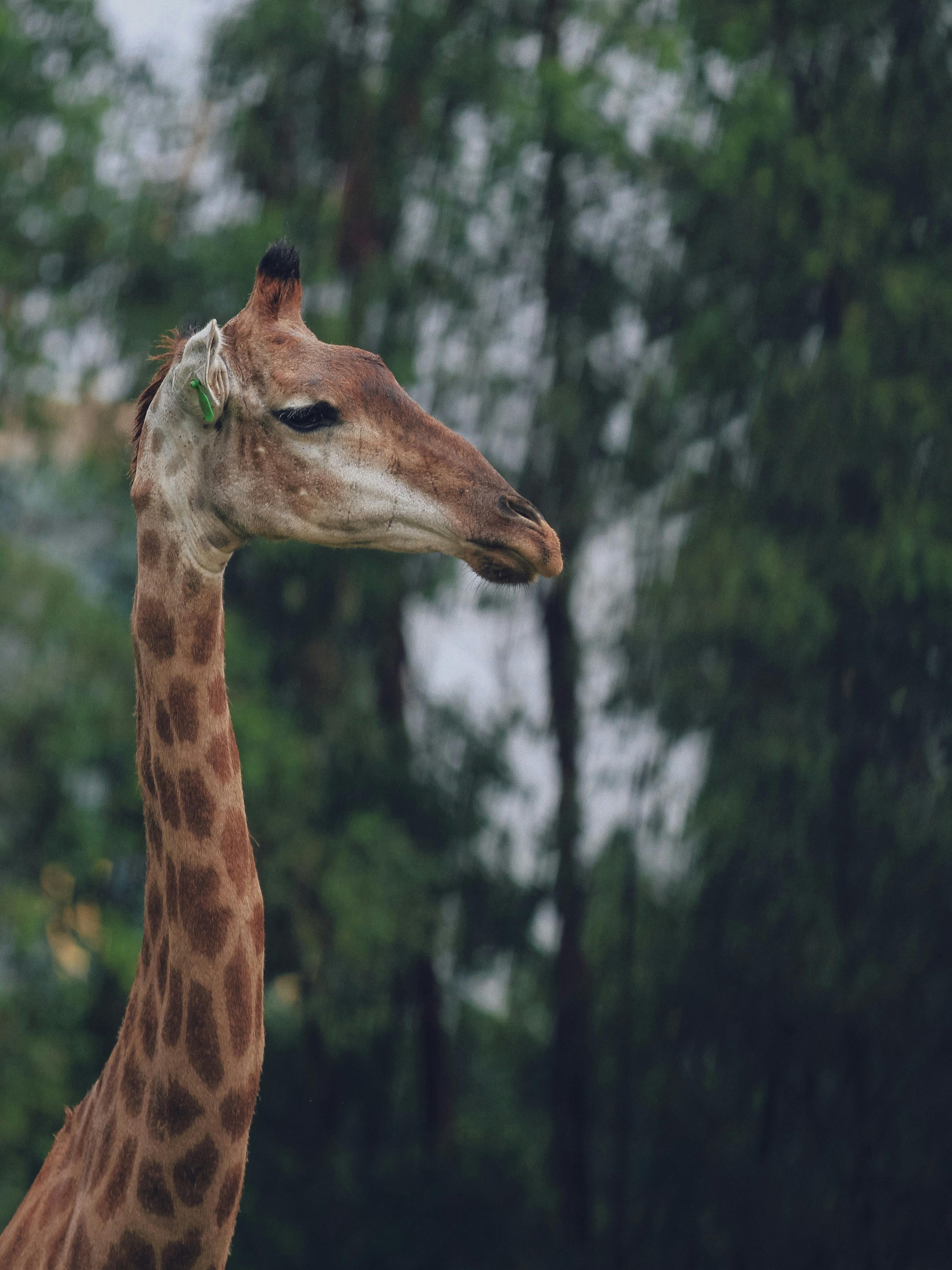 Heartbeat Animal Ultrasound Photos, Download The BEST Free Heartbeat