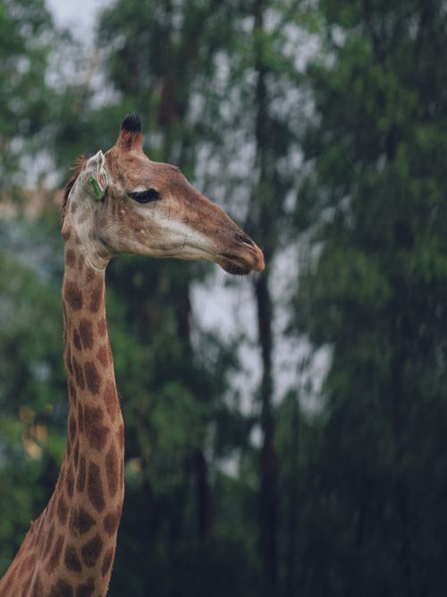 Free A serene close-up of a giraffe's head against a blurred natural backdrop, highlighting its majestic features. Stock Photo
