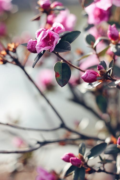 Fotos de stock gratuitas de brotes, de cerca, floraciones