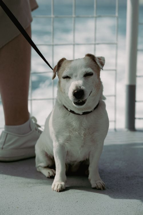 Free Happy Jack Russell Terrier sitting on a leash outdoors beside person, enjoying the day. Stock Photo