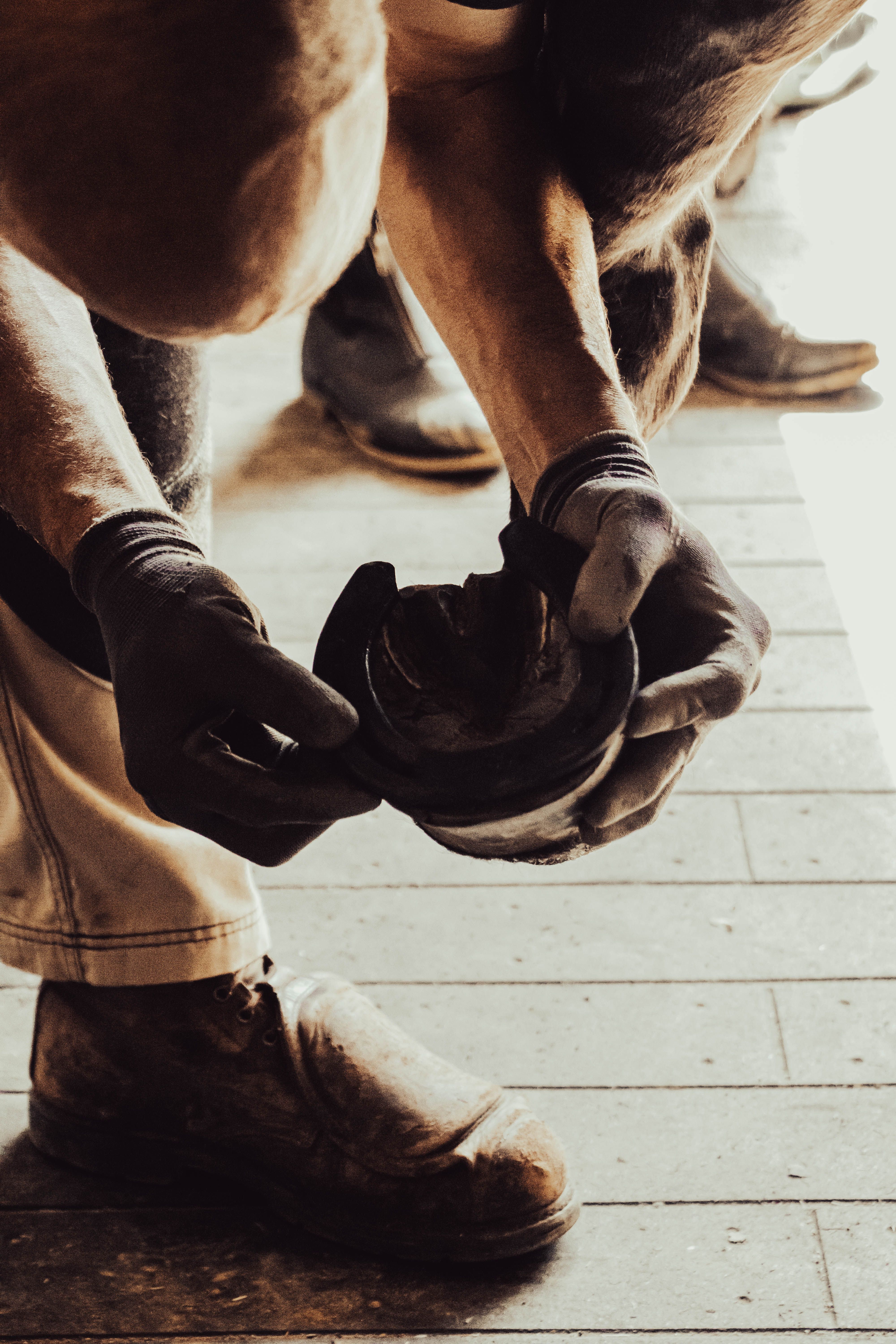 A farrier carefully places a horseshoe on a horse's hoof, emphasizing skilled craftsmanship.