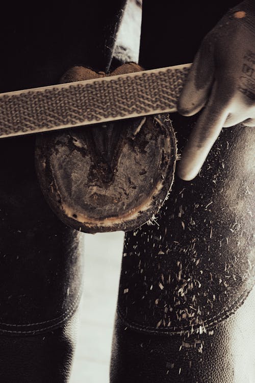 Hooves Photos, Download The BEST Free Hooves Stock Photos & HD Images