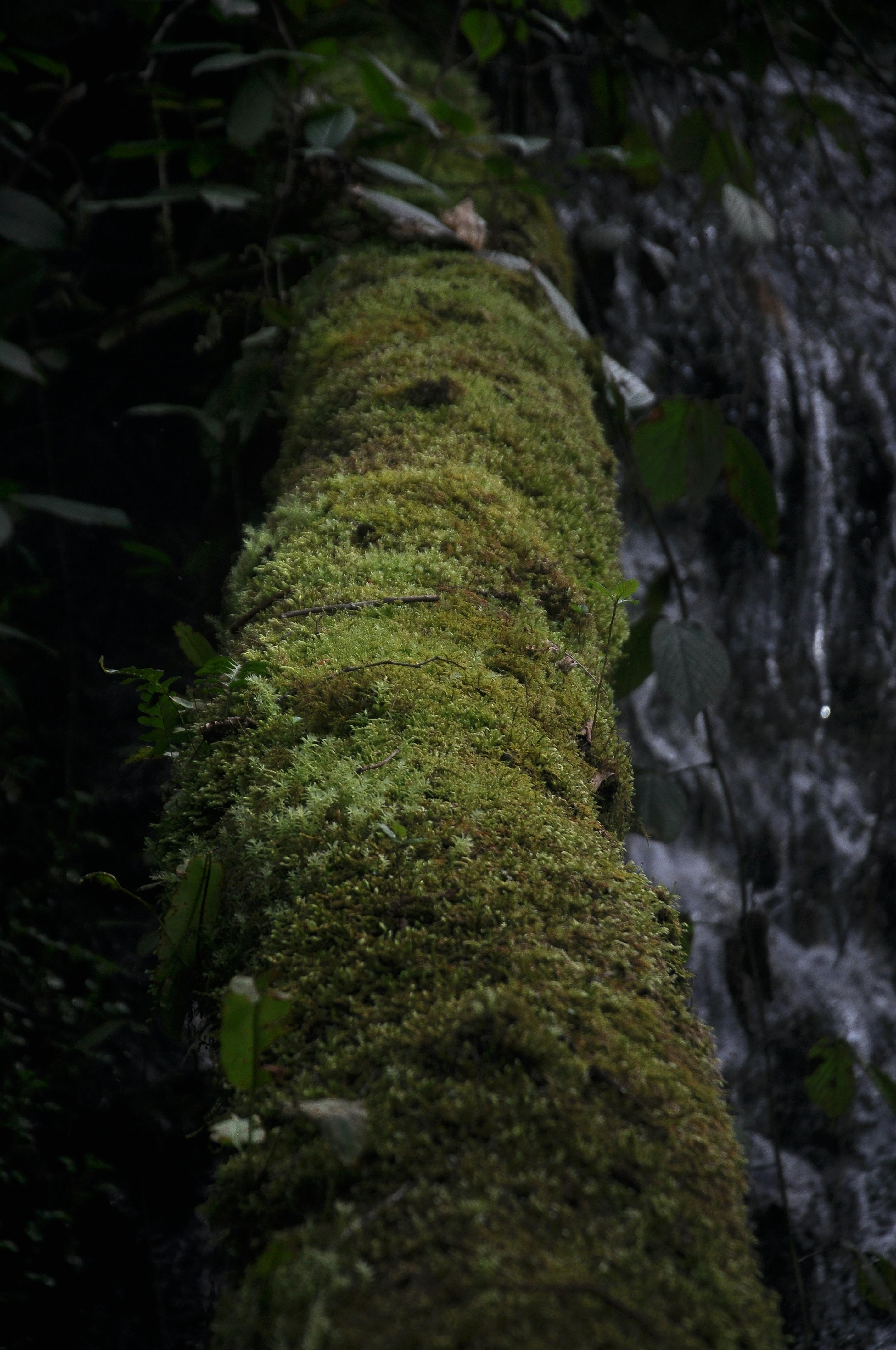 Tree Branch Covered In Moss Free Stock Photo   Free Photo Of Tree Branch Covered In Moss 