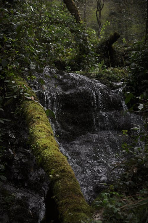 Trees around Waterfall