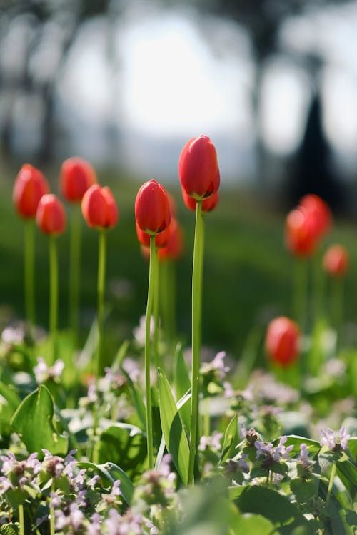 Foto stok gratis bidang, bunga tulip, bunga-bunga
