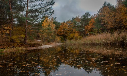 Kostnadsfri bild av skog, vatten