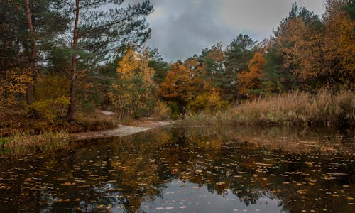 Free stock photo of forest, water, woods