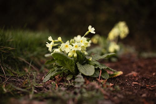 Gratis stockfoto met aarde, bloeien, bloemen