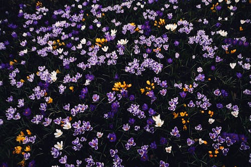 Field of Crocus Flowers 