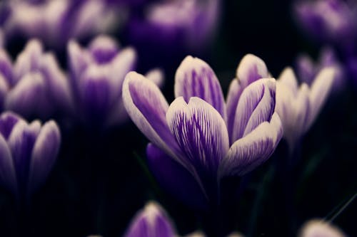 Foto profissional grátis de açafrão, fechar-se, flores