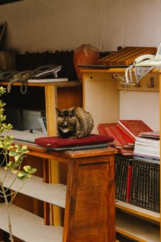 A cat comfortably rests on a wooden bookshelf surrounded by books and decor indoors.