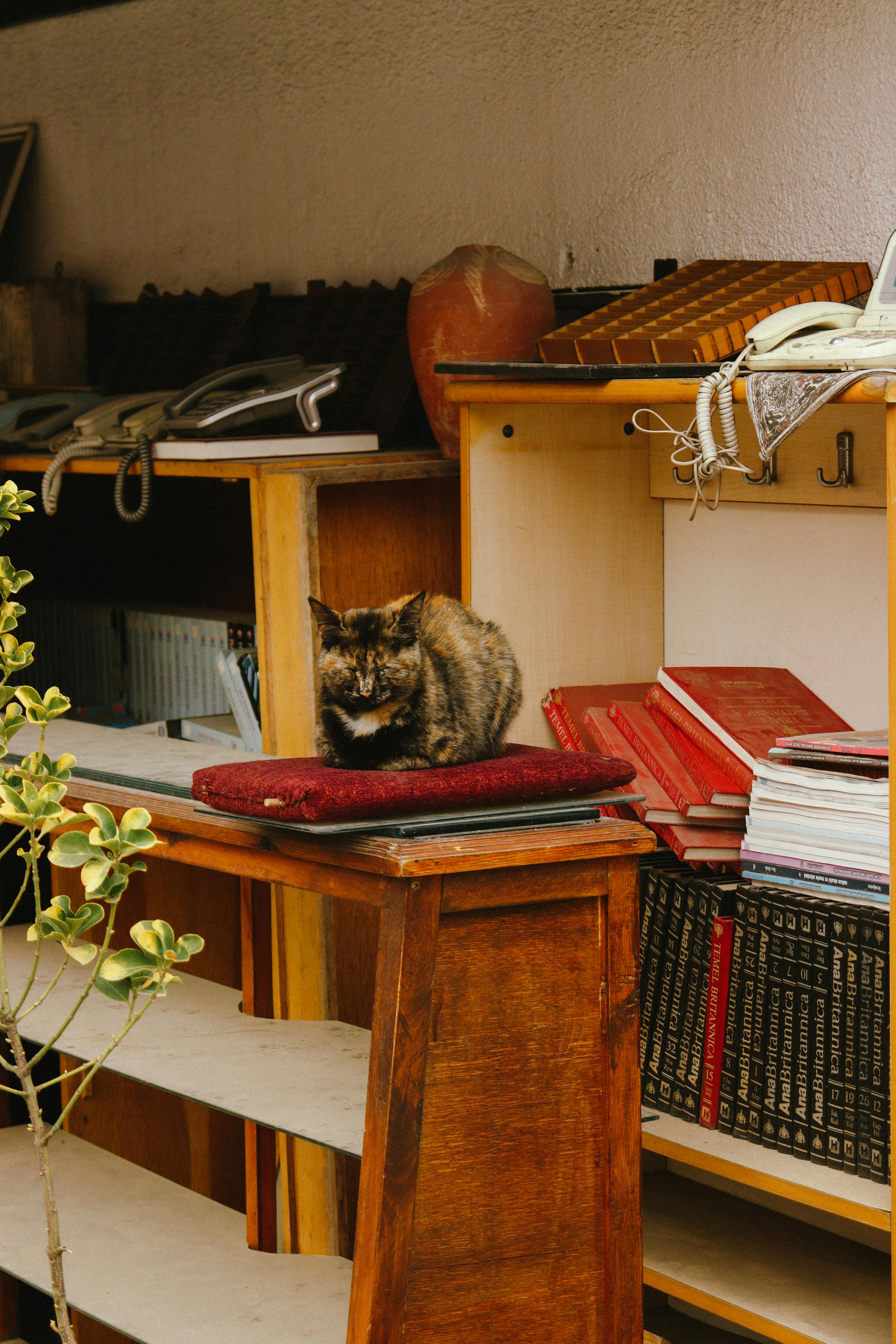 Gratuit Imagine de stoc gratuită din #de interior, agrement, animal de casă Fotografie de stoc