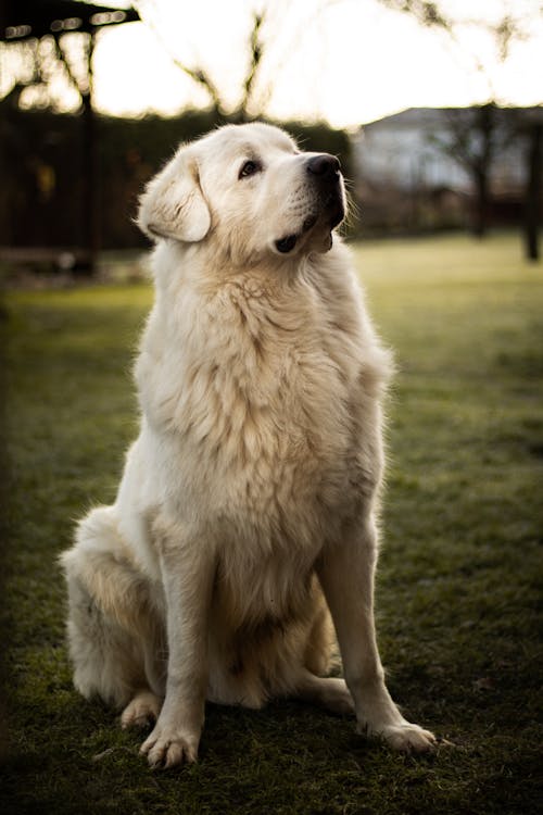 A Golden Retriever Sitting on the Grass in a Park 