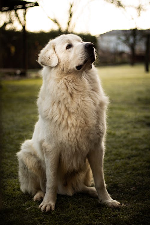 Gratis lagerfoto af dyrefotografering, eng, golden retriever