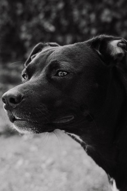 Black and white close-up portrait of a dog in an outdoor setting.