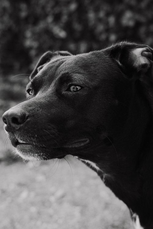 Free Black and white close-up portrait of a dog in an outdoor setting. Stock Photo